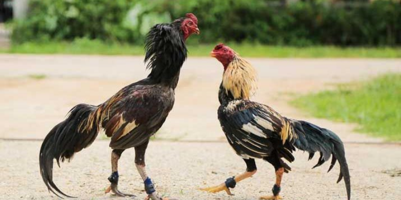 Hướng dẫn chi tiết cách chăm sóc gà đá trăm trận trăm thắng 4 Quan tâm đến chế độ chăm sóc gà