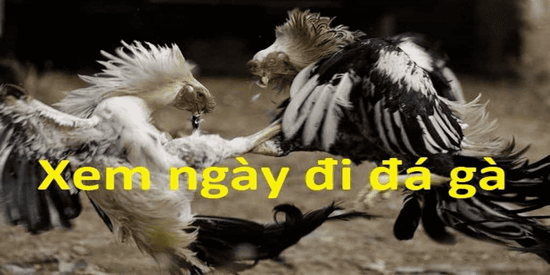 Bật Mí Kinh Nghiệm Xem Ngày Đá Gà Chiến Kê Ra Trận 5 xem ngày đá gà chiến kê ra trận