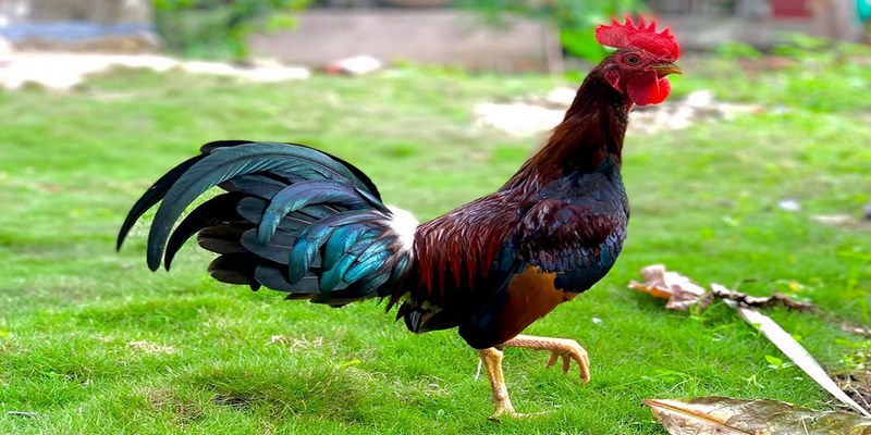 Hướng Dẫn Cách Nhận Biết Gà Cuban Chuẩn Nhất Cho Các Sư Kê 4 cách nhận biết gà Cuban