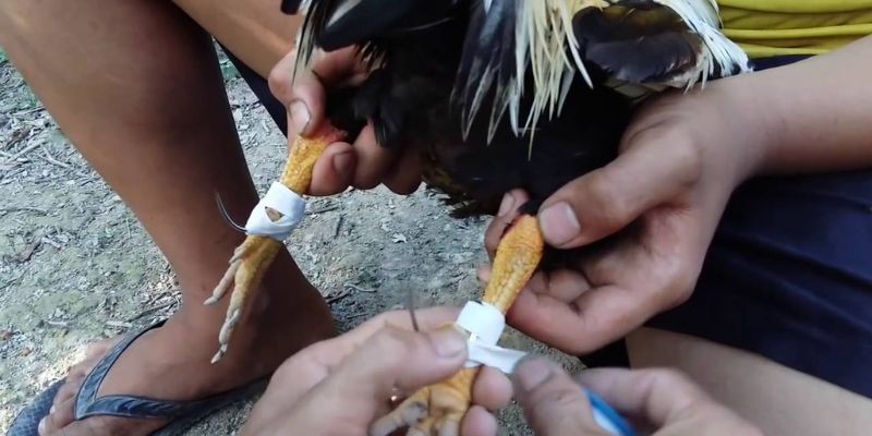 Bí Kíp Và Những Lưu Ý Trong Cách Quấn Cựa Gà Nòi Phải Biết 6 Cách quấn cựa gà nòi