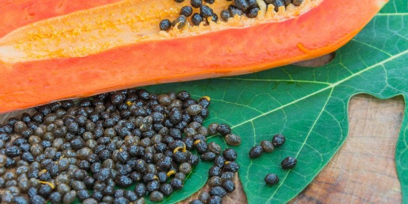 Những Cách Tẩy Giun Cho Gà Bằng Phương Pháp Dân Gian 5 Cách Tẩy Giun Cho Gà