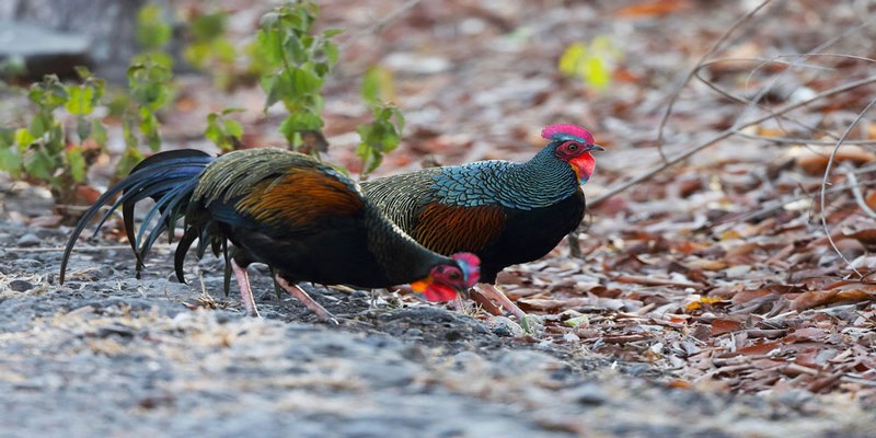 Tìm Hiểu Về Gà Rừng Lông Xanh Và Phương Pháp Nuôi Phù Hợp 6 Gà rừng lông xanh