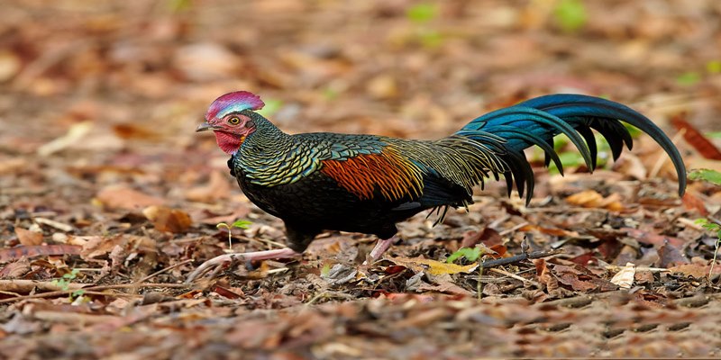 Tìm Hiểu Về Gà Rừng Lông Xanh Và Phương Pháp Nuôi Phù Hợp 5 Gà rừng lông xanh