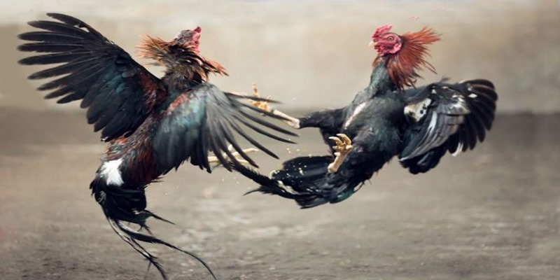 Xem Video Đá Gà Chọi Mới Nhất Giúp Ích Gì Cho Cược Thủ? 4 video đá gà chọi mới nhất